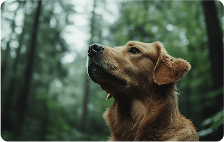 A golden retriever looking upwards in a lush  green forest.